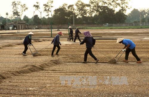  “Đợi” nhân công, cà phê Đăk Hà khô quắt ảnh 1
